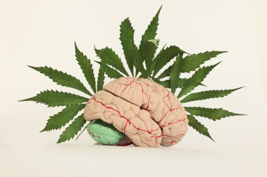 What Goes on in the Brain When a Good Buzz Gets Harshed