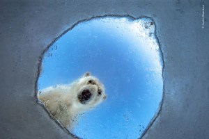 The Wildlife Photo of the Year May Break Your Heart