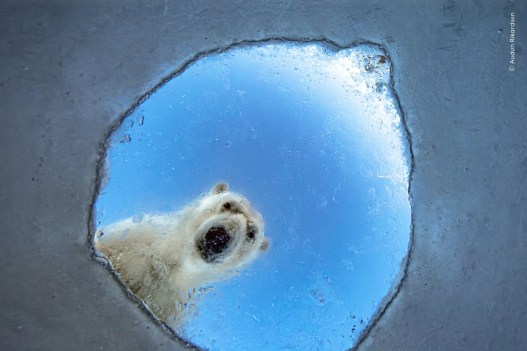The Wildlife Photo of the Year May Break Your Heart