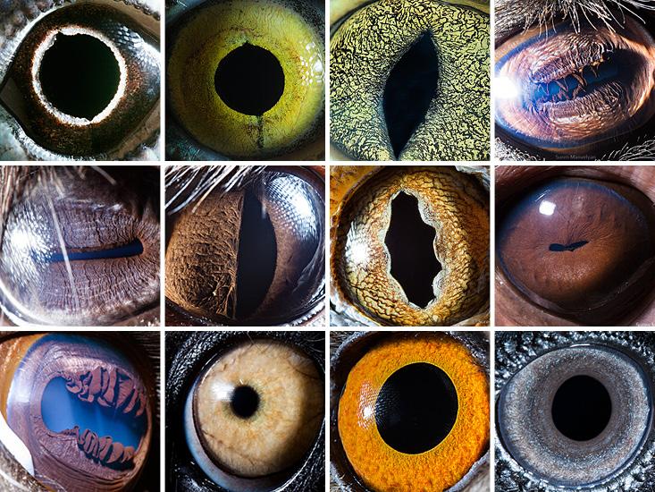 Animal Eyes pt 2 HERO