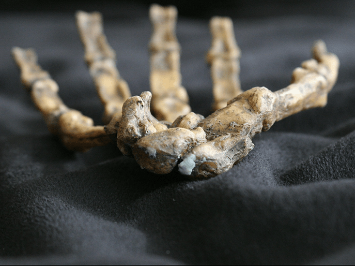 hand_evolution_052013