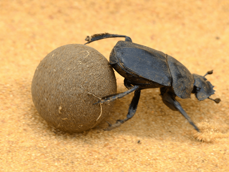 fsr_dung_053113