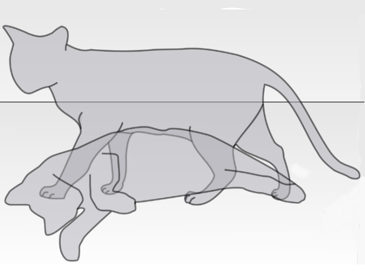 Schrödinger’s Cat