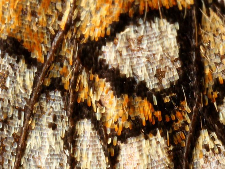 Butterfly wing