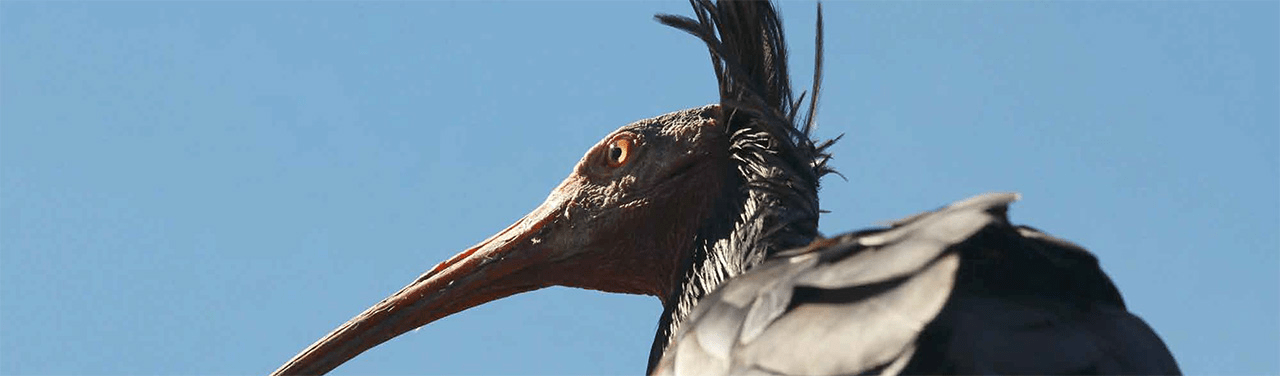 Ibis2_HERO