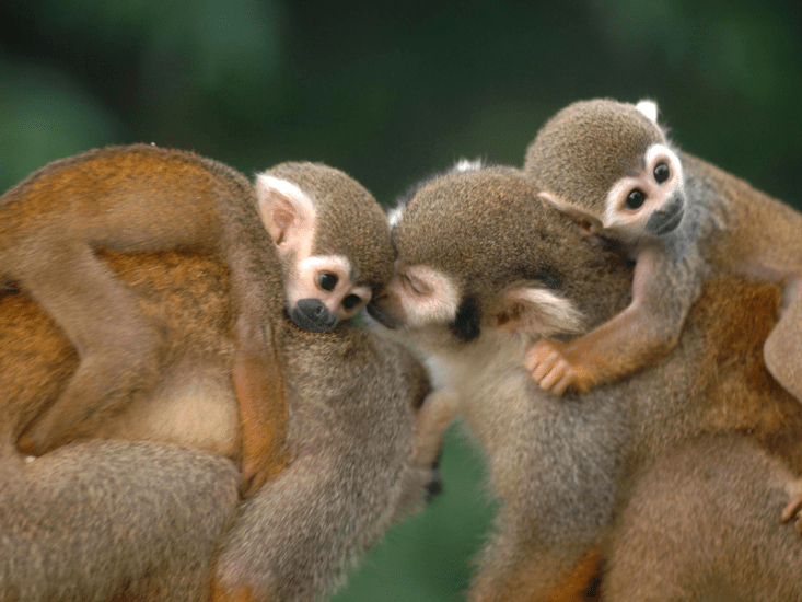 monkeys