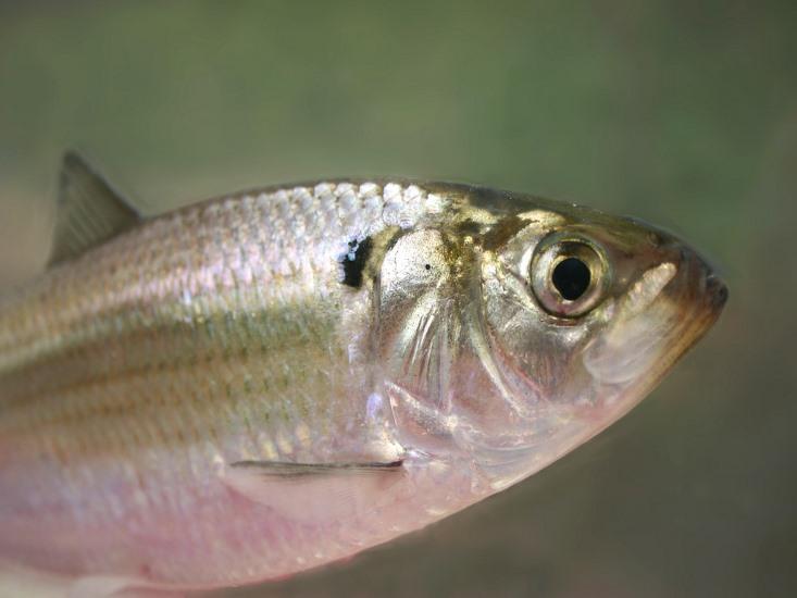 gizzard shad hero