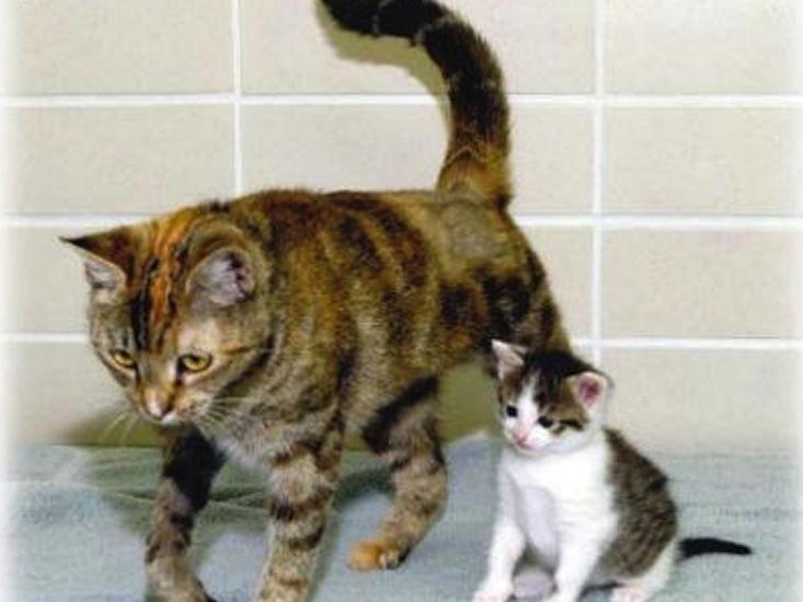 cats1