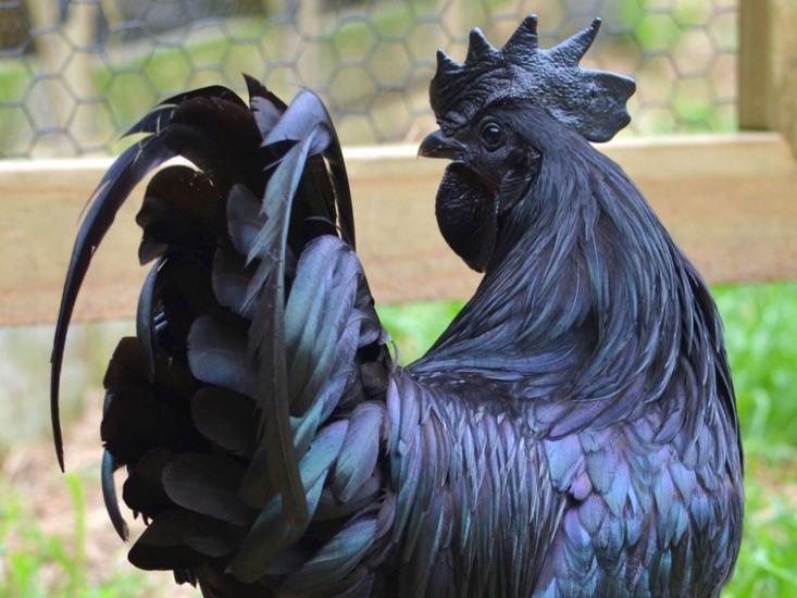 goth chicken ayam cemeni hero