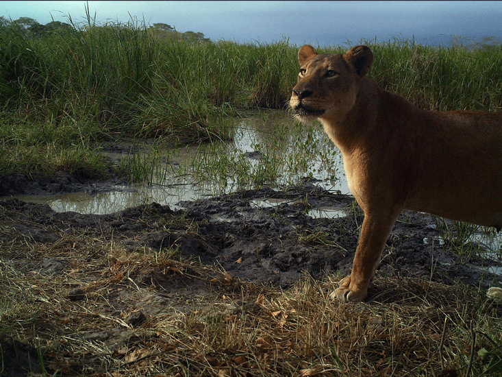 lion