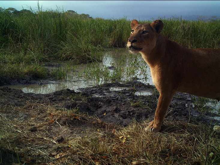 lion