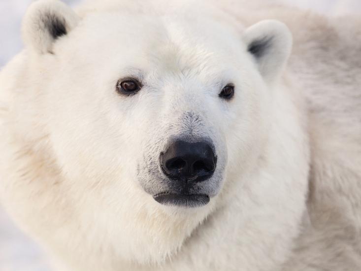 bearcloseup