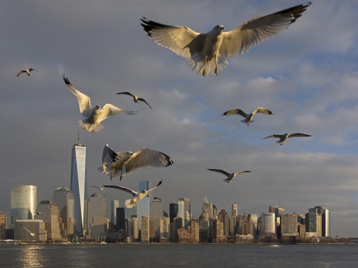 birdcity