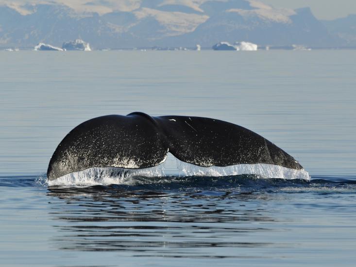 bowheadwhale