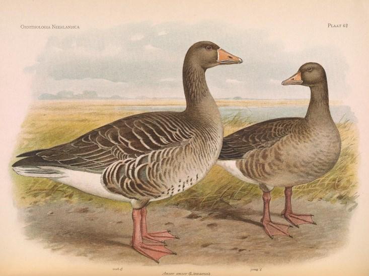 greylag goose couple