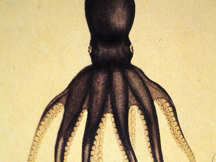 octopus HERO