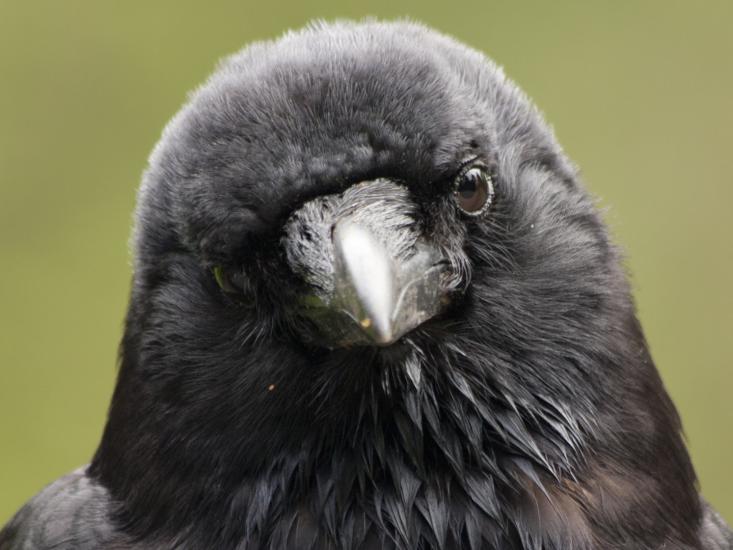 crow head