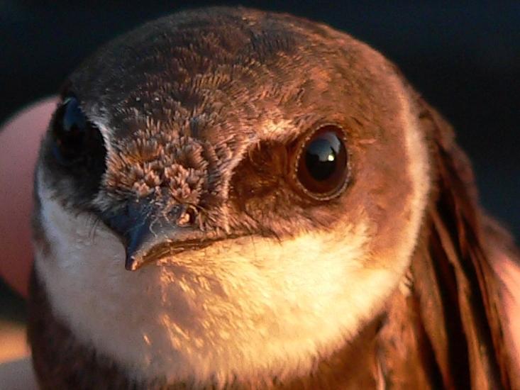 bank swallow