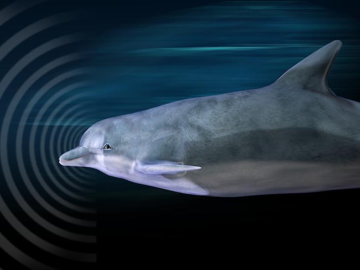 dolphin language HERO