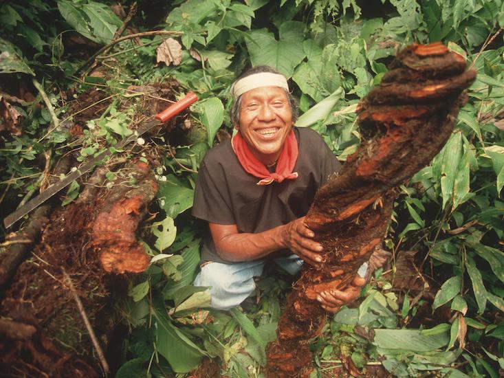 ayahuasca_HERO
