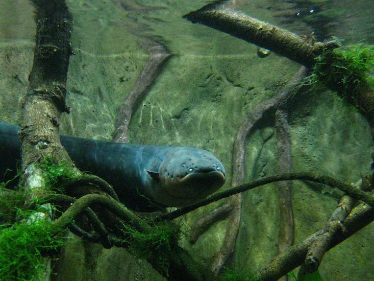 electric eel_HERO