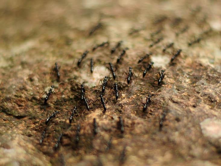 ants marching_HERO