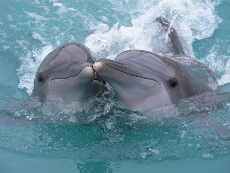 dolphin skin_HERO