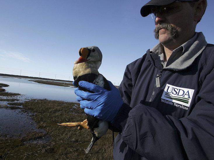 alaska duck_HERO