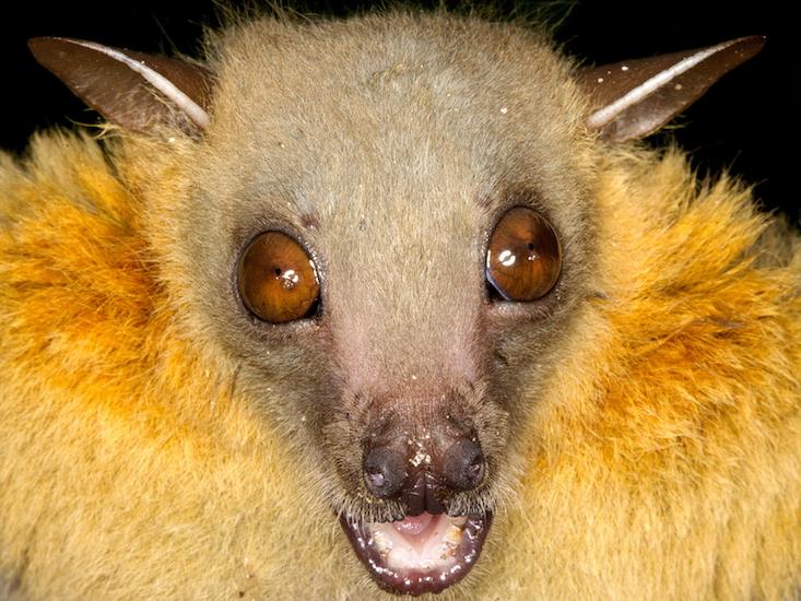 bat noise_HERO