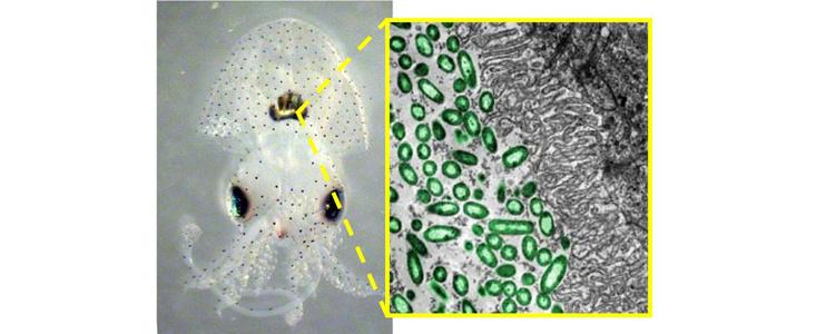 nautilus hawaian bobtail