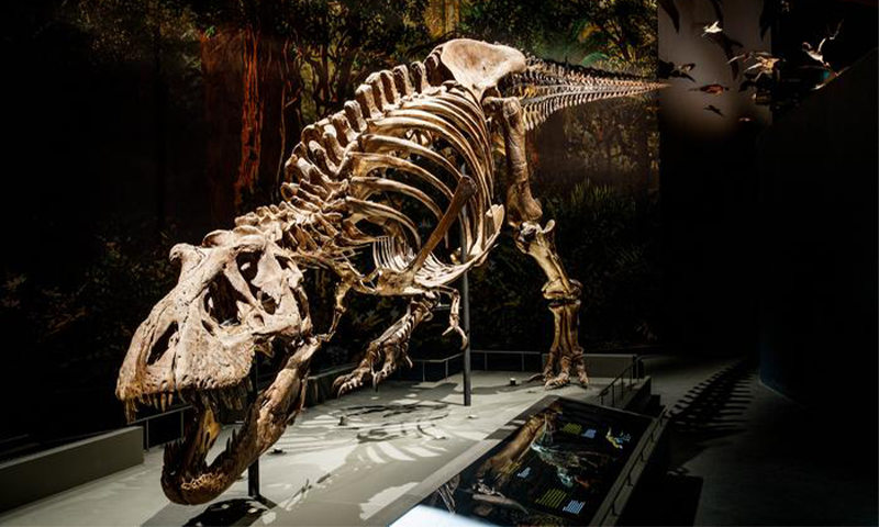 The Data in a Dino’s Smile - Nautilus