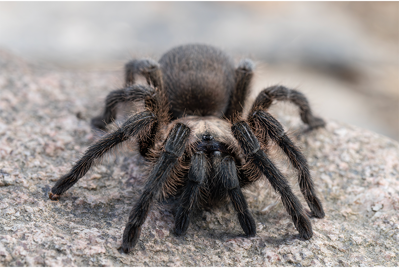 Iranians discover new golden-haired tarantula species in the