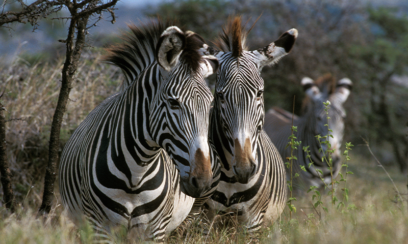 How AI Can Save the Zebras - Nautilus