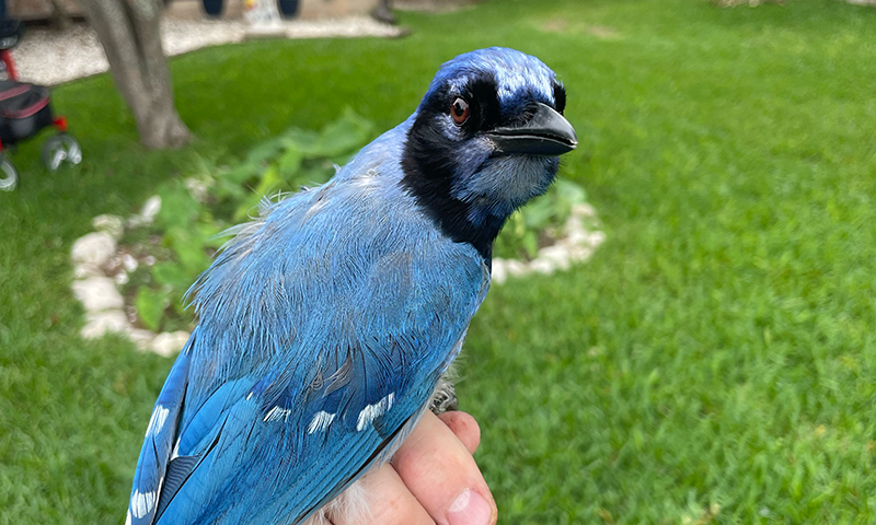 A photo of a grue jay, a new hybrid of two other kinds a jays