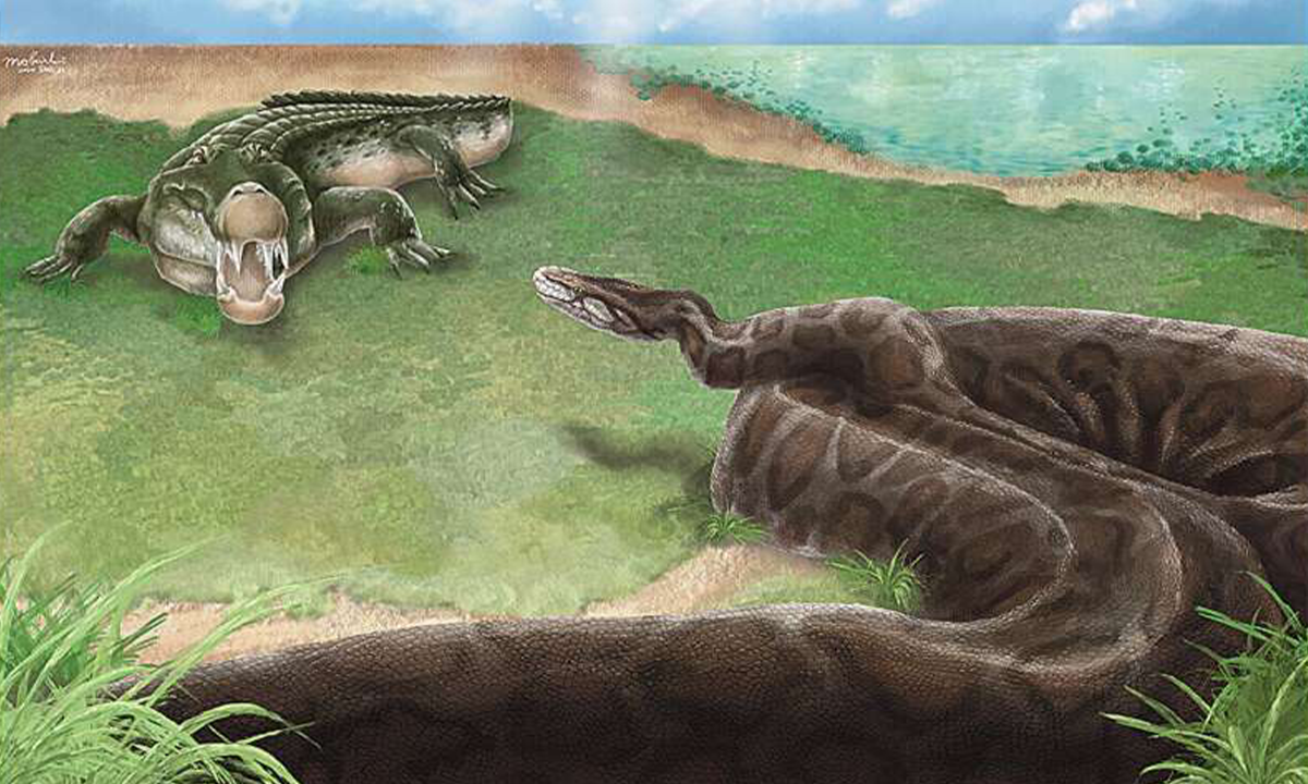 Giant Pythons Once Roamed Prehistoric Taiwan
