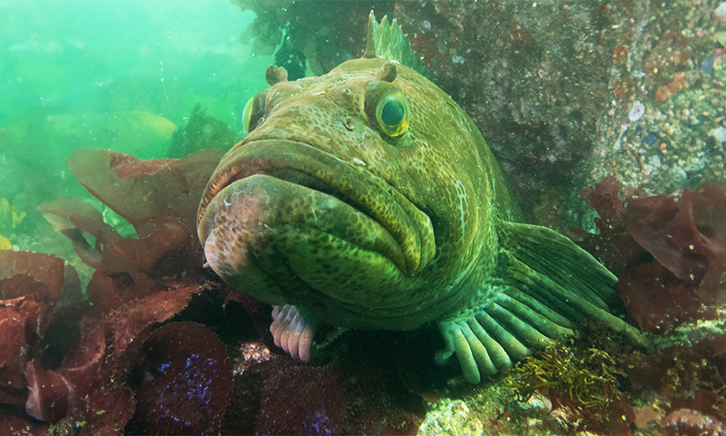 Jordan Fishbase FishBase Contains 35,000 Fish Species—and 320,000 Names For Them