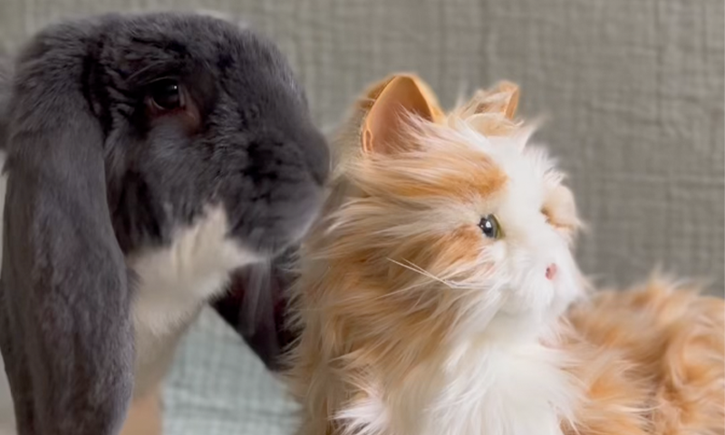 I Bought a Robot Cat for My Rabbit - Nautilus