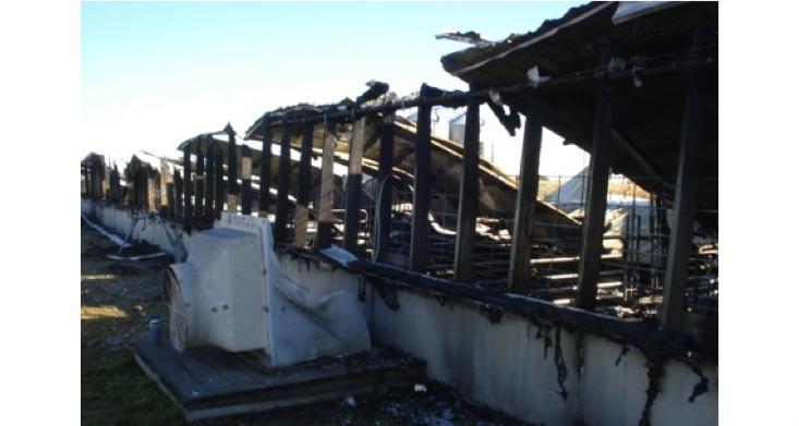 Exploding Pig Sab The Curious Case of the Exploding Pig Farms - Nautilus