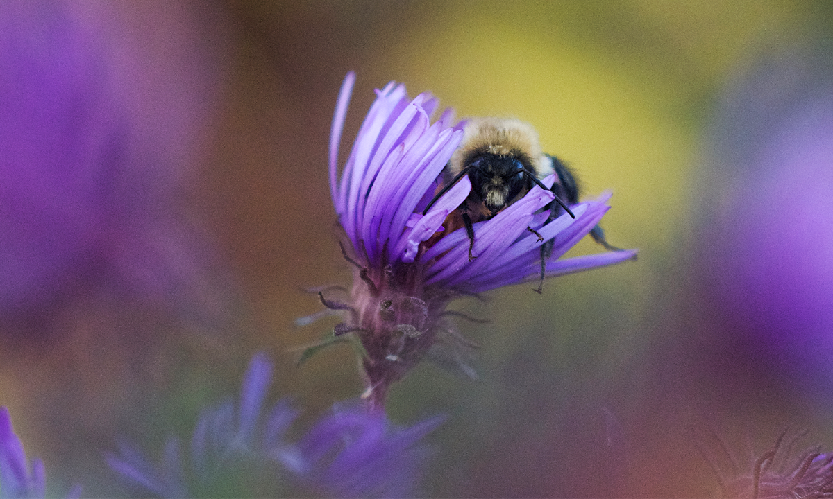 Bumble Fall The Dreams of a Bumblebee in Autumn
