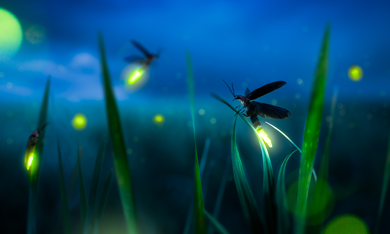 The Mathematical Mysteries of Fireflies - Nautilus