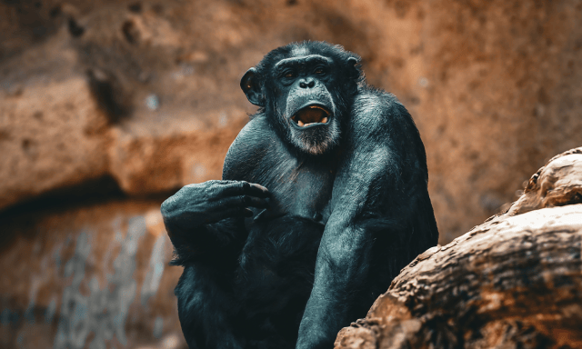 When a Chimp Screams, What Do You Hear?