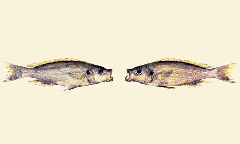Lessons From Lake Tanganyika’s Scale Eating Fish: Frequency Dependence ...