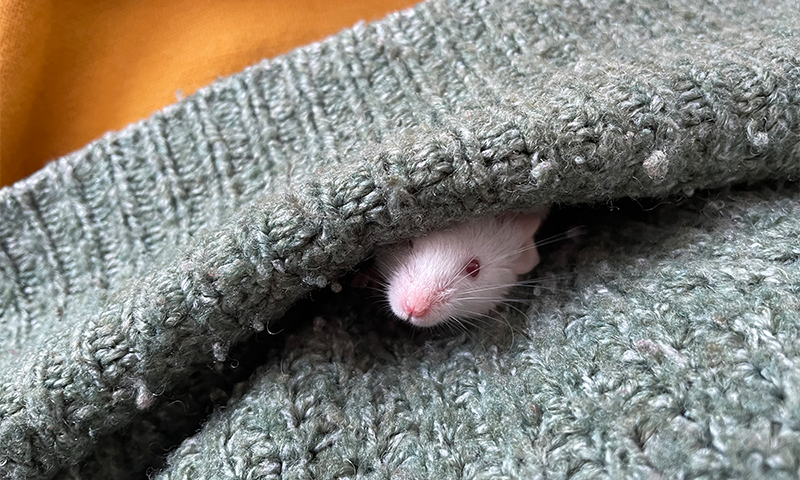 Living with Lab Mice - Nautilus
