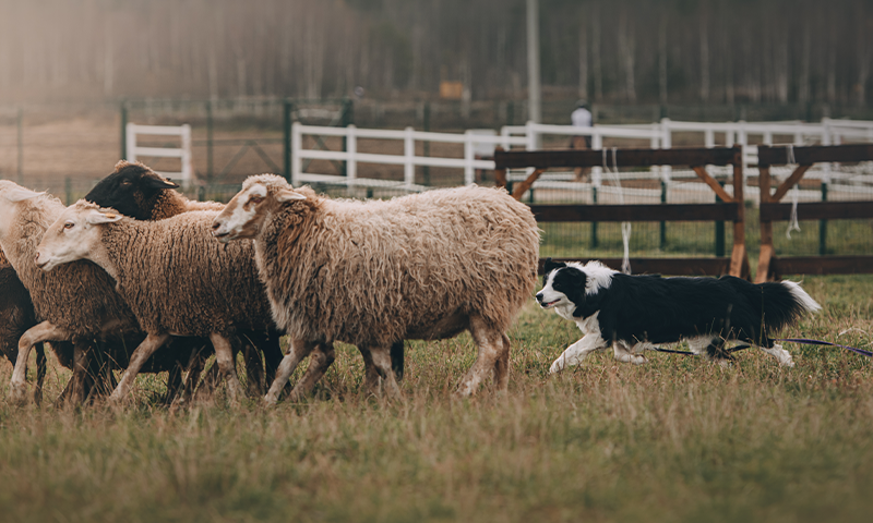 The Magic of Herding - Nautilus