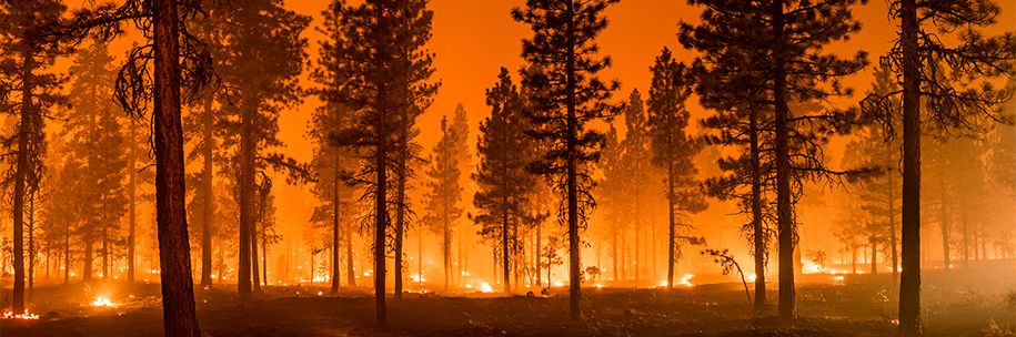 Forefire Why Do Some Forests Survive Megafires?