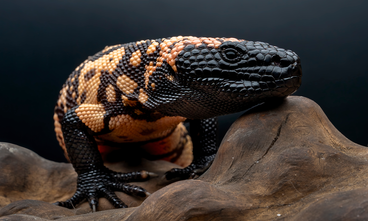 semaglutide gila monster The extraordinary lizard behind the world's first fat-busting 'miracle' drug GLP-1 receptor agonists got their