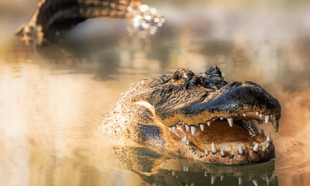 Animals Are More Rational than We Think