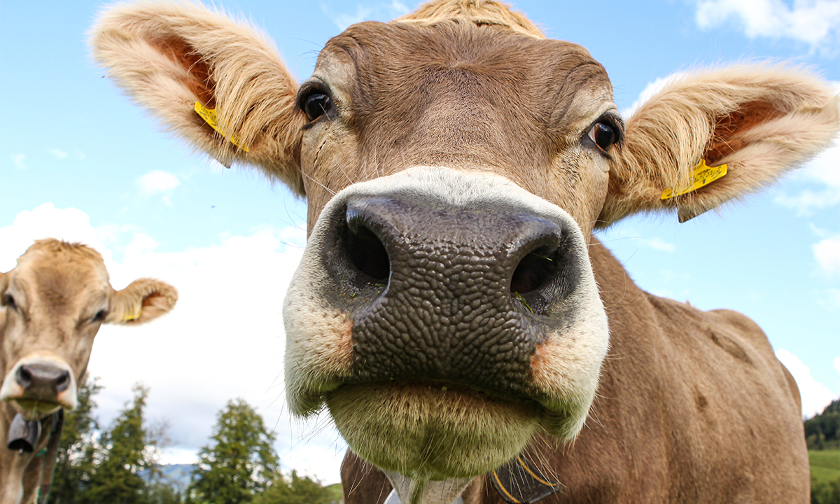 A photo of a Brown Swiss cow