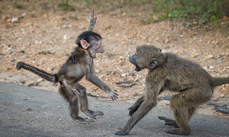 Baby baboons greet each other enthusiastically.