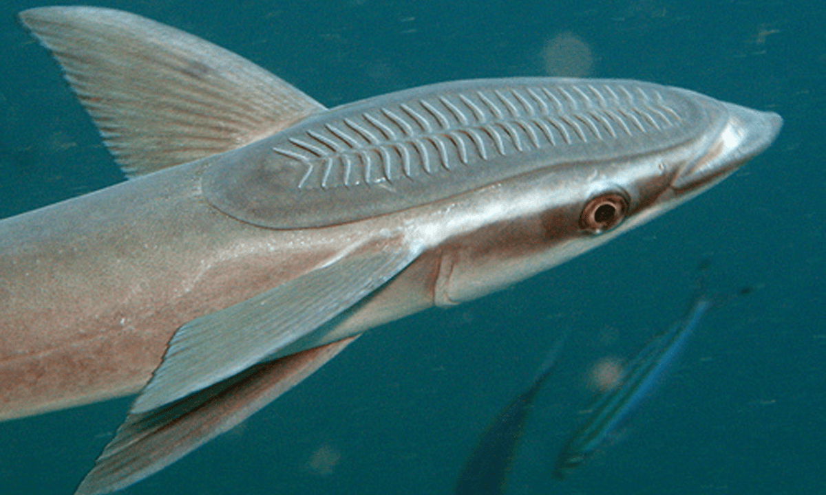 An illustration of a suckerfish.